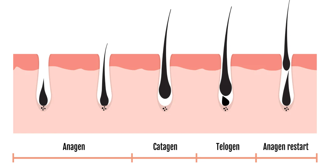 hair-growth-cycle